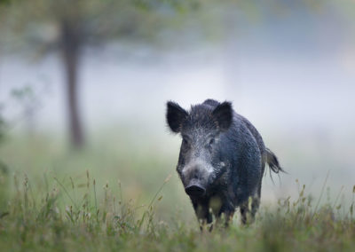 Cinghiale